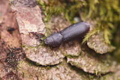 Tenebroides fuscus