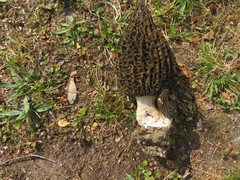 Morchella hortensis