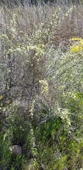 Adolphia californica