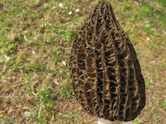 Morchella hortensis