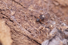 Lyctocoris