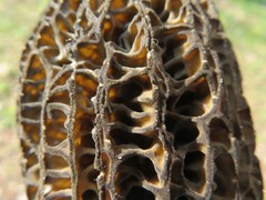 Morchella hortensis