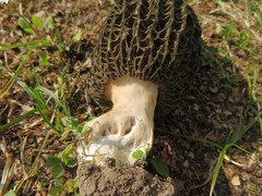 Morchella hortensis