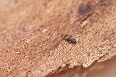 Litargus connexus