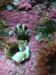 Testudinalia testudinalis