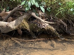 Nerodia sipedon