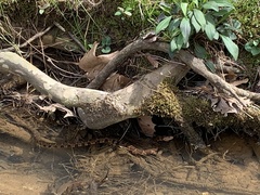Nerodia sipedon