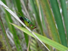 Conocephalus nigropleurum