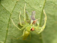 Omolicna