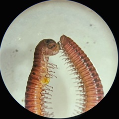 Aniulus orientalis