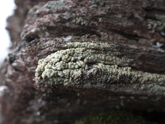 Hypocenomyce scalaris