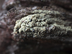 Hypocenomyce scalaris