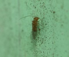 Lachesillidae