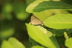 Hypolycaena philippus
