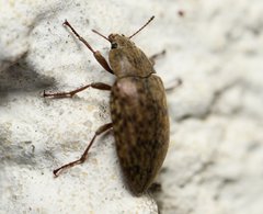 Epitragodes tomentosus