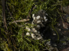 Peltigera extenuata