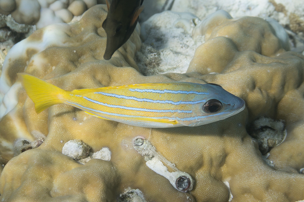 Bluestriped Snapper (Reef Fish of the Hawaiian Islands) · iNaturalist