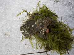 Peltigera extenuata