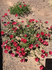 Linum grandiflorum