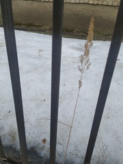 Calamagrostis epigejos