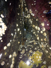 Aulactinia stella