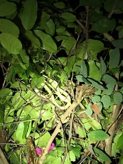 Philothamnus punctatus