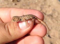 Sceloporus zosteromus
