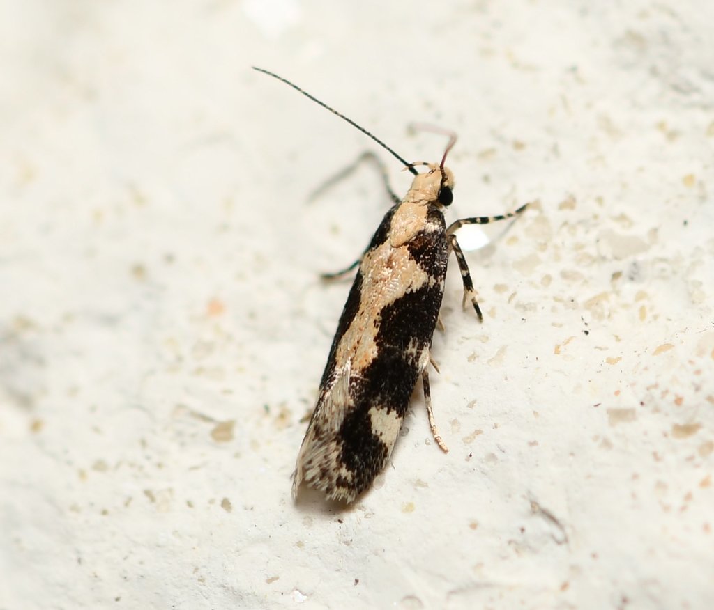 Teaweed Moth