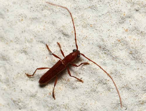 Psyrassa pertenuis photo 2