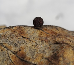 Cynips quercusfolii