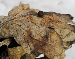 Cynips quercusfolii
