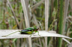 Conocephalus nigropleurum