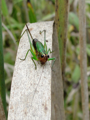 Conocephalus nigropleurum