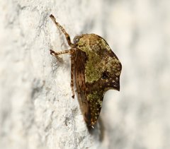 Telamona subfalcata