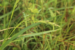 Scleria melanomphala