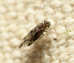 Trichadenotecnum pardus