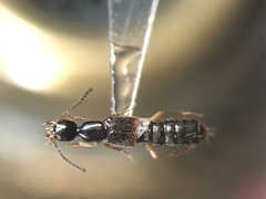 Neobisnius sobrinus