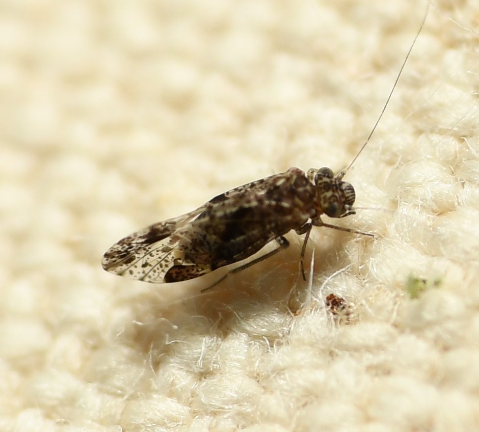 Trichadenotecnum pardus