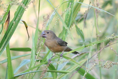 Sporophila crassirostris