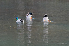 Anas platyrhynchos