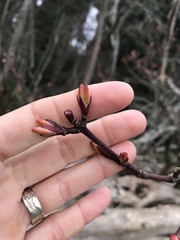 Acer glabrum douglasii