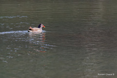 Gallinula chloropus