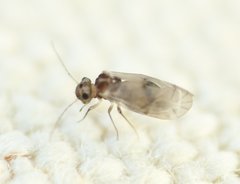 Peripsocus