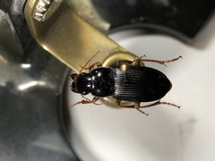 Harpalus compar