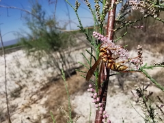 Polistes apachus apachus