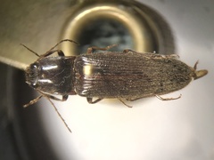 Hemicrepidius ruficornis