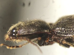 Hemicrepidius ruficornis