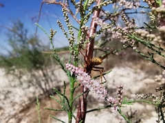 Polistes apachus apachus