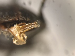 Hemicrepidius ruficornis