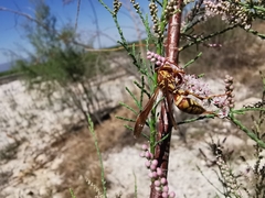 Polistes apachus apachus